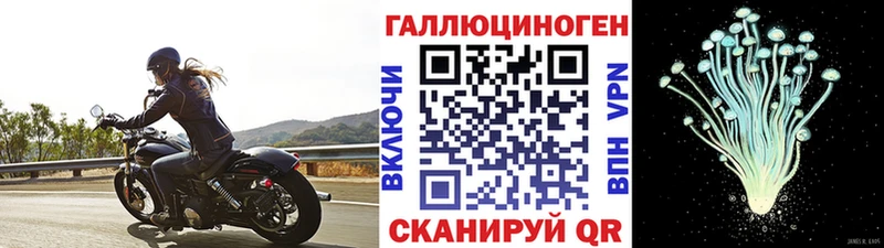 Псилоцибиновые грибы Psilocybe Иркутск